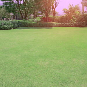 Bermudagrass lawn 