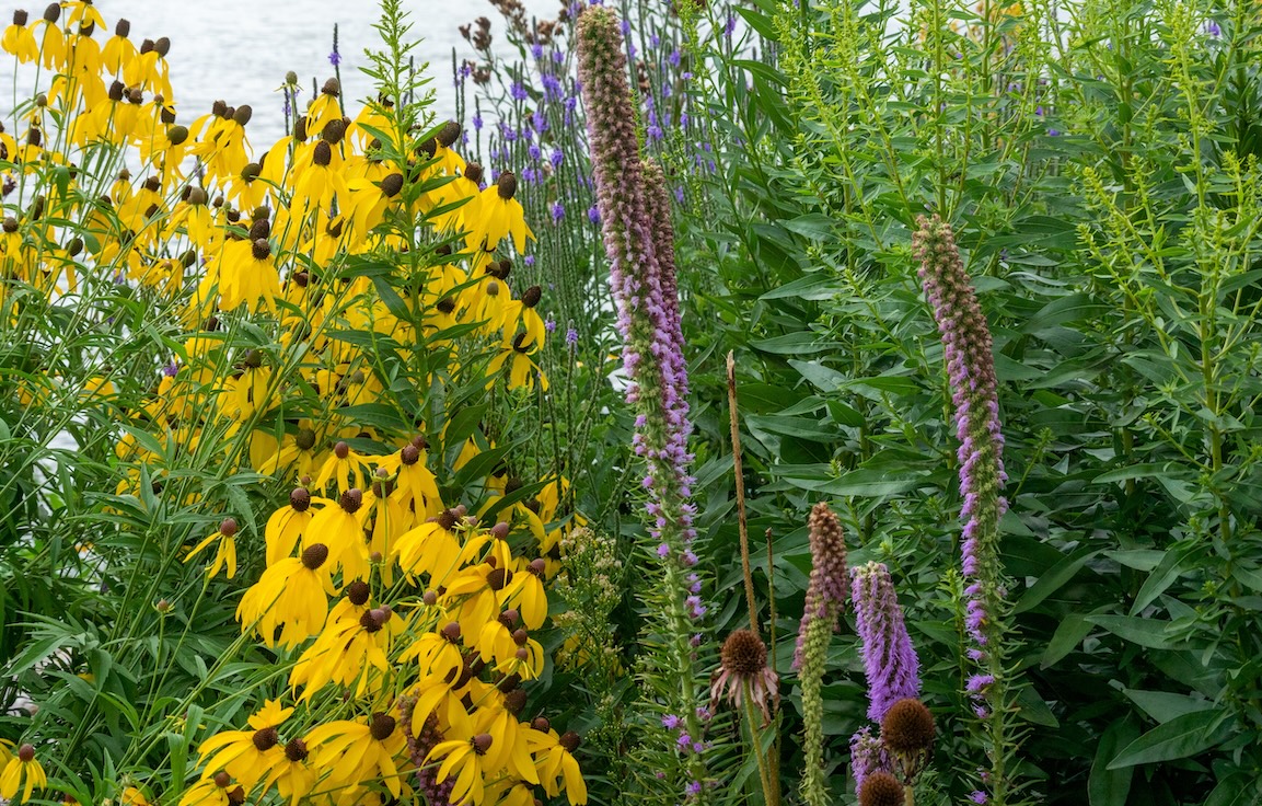 Yellow coneflowers, Prairie Blazing Star, and other wildflowers growing in a garden in summer.
