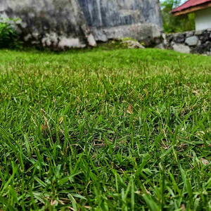 Centipedegrass