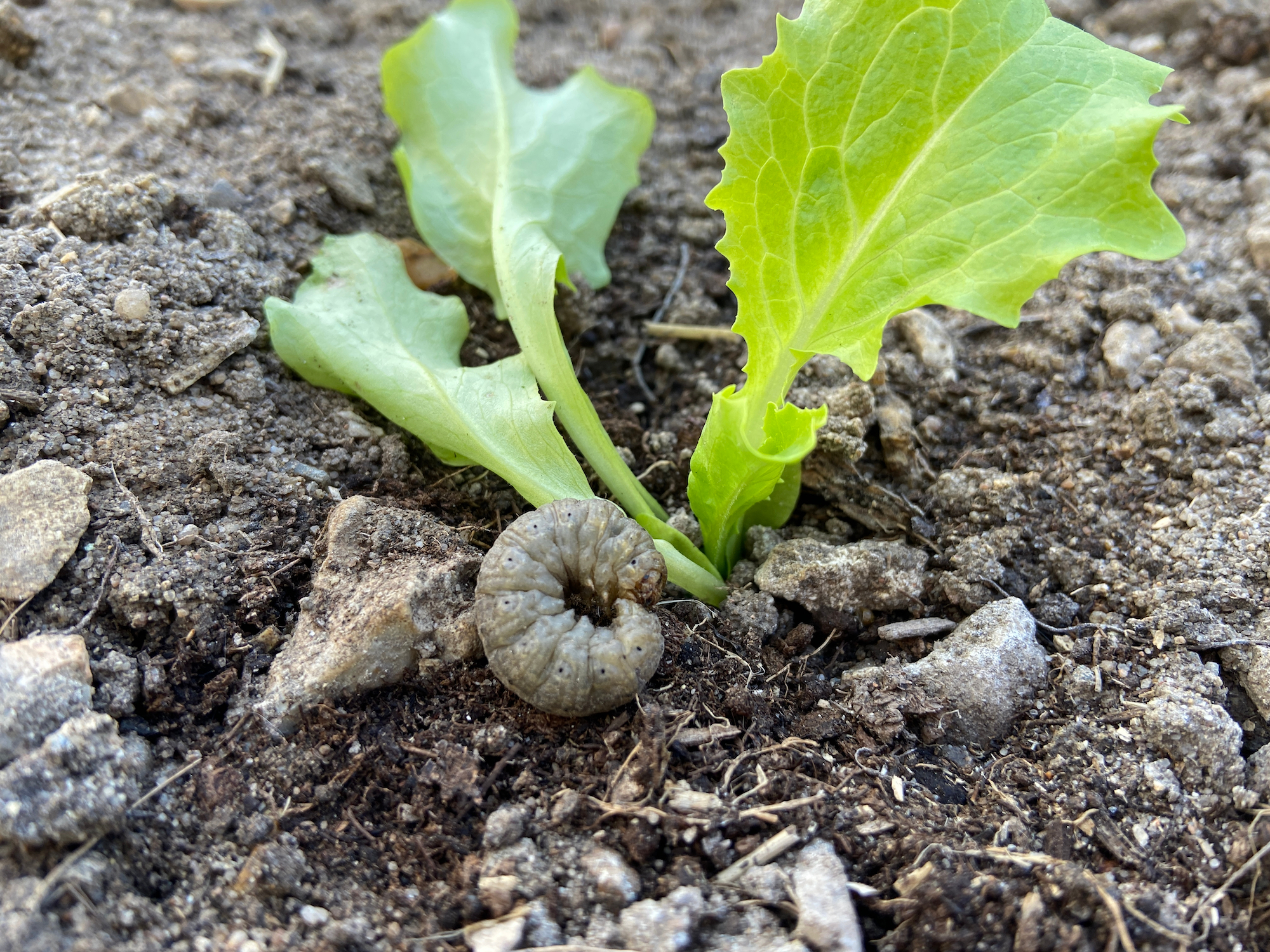 A cutworm curled up at the base of a young lettuce plant.