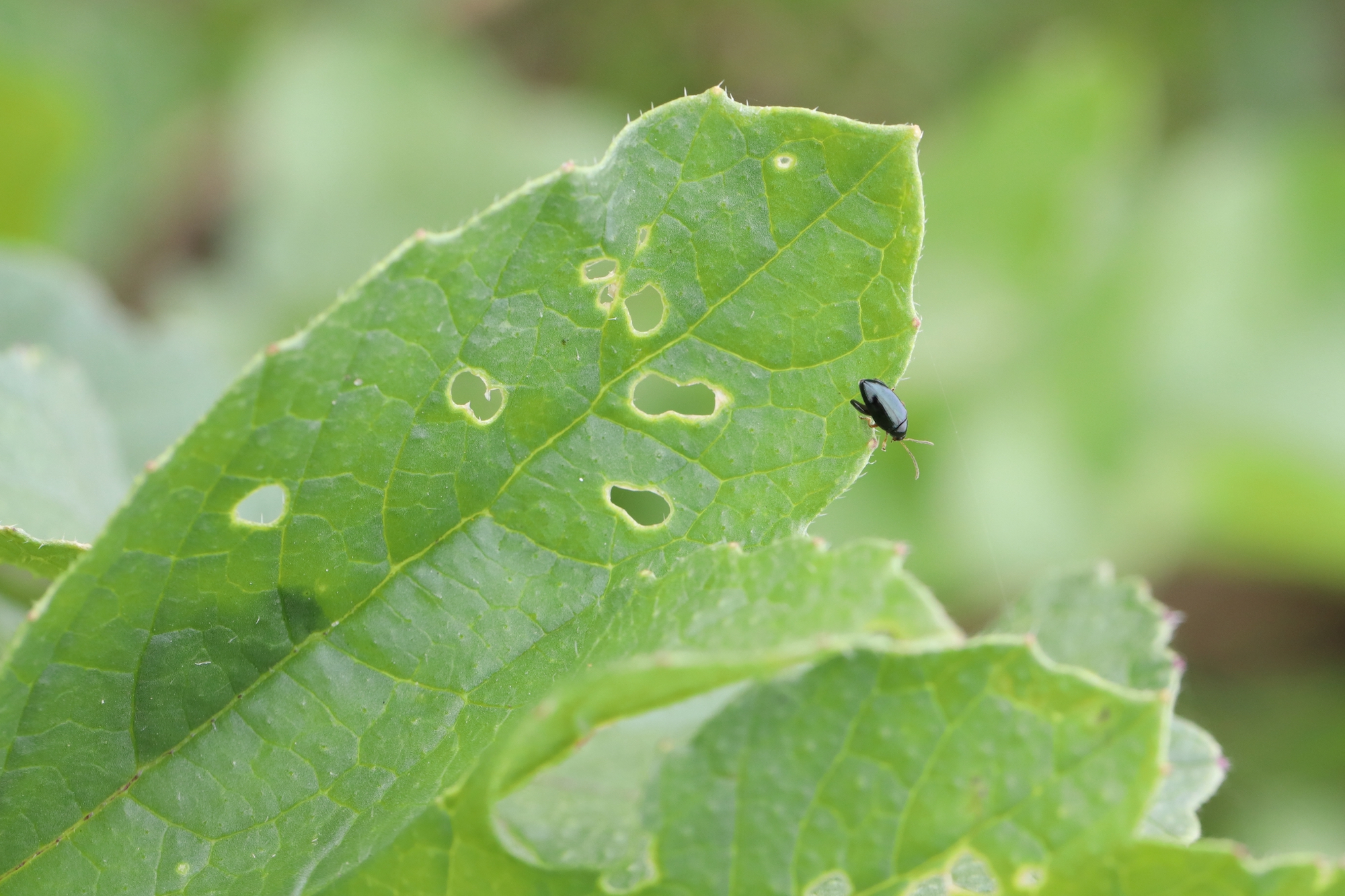 Flea beetle on a radish leaf making holes.