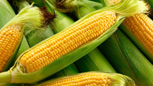 freshly picked corn on the cob with the husks
