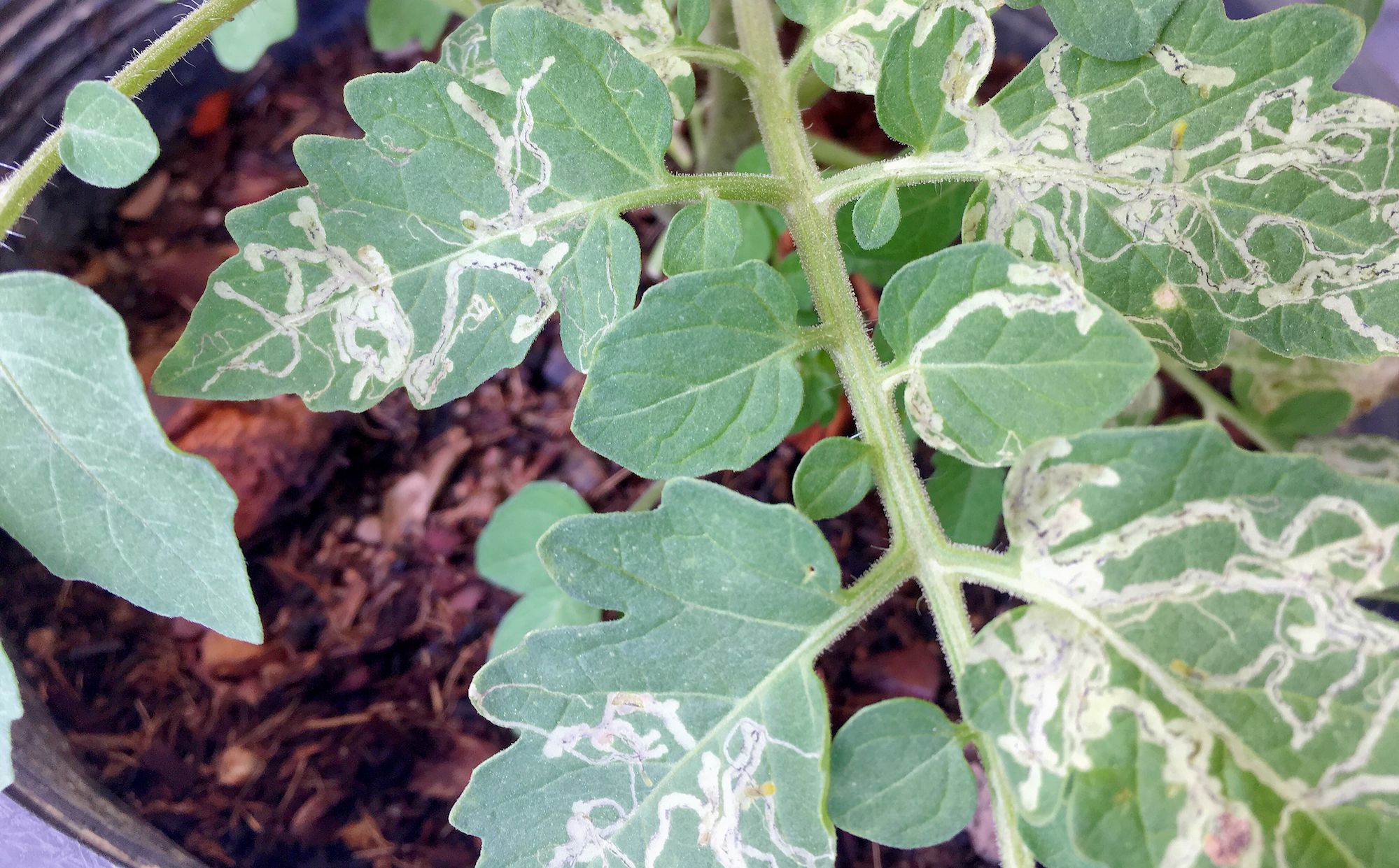Leaf miner damage on tomato plant.