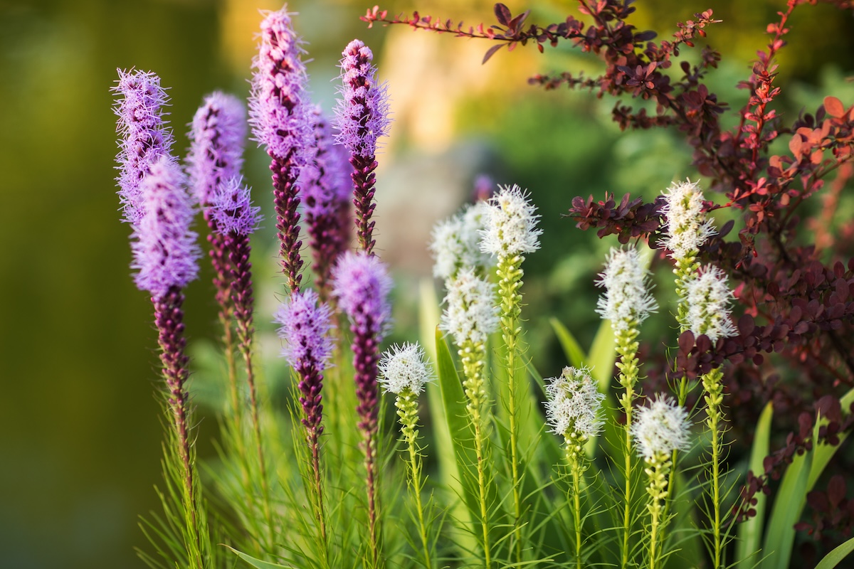 Liatris Spicata 'Kobold' flowers in the garden, blooming purple and white.