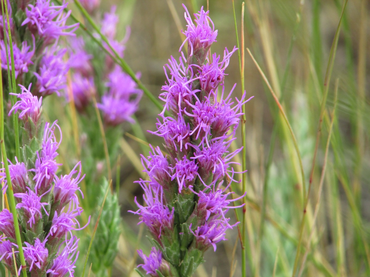 blazing star blooms