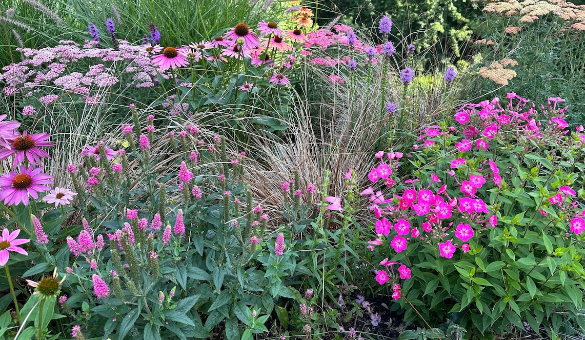 Flowering meadow with pink and purple flowers featuring echinacea, Yarrow, blazing star liatris, cone flowers, and perennial phlox, planted amongst ornamental grasses.