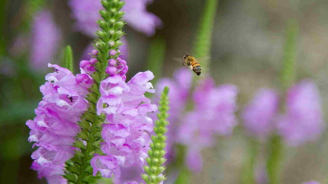Obedient plant (Physostegia virginiana) pink flower spikes with bee pollinating