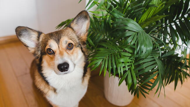 Welsh corgi pembroke dog and chamedora elegans home plant in a pot