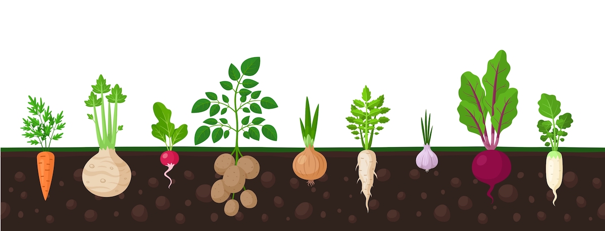 Illustration showing crops that bear under the soil.