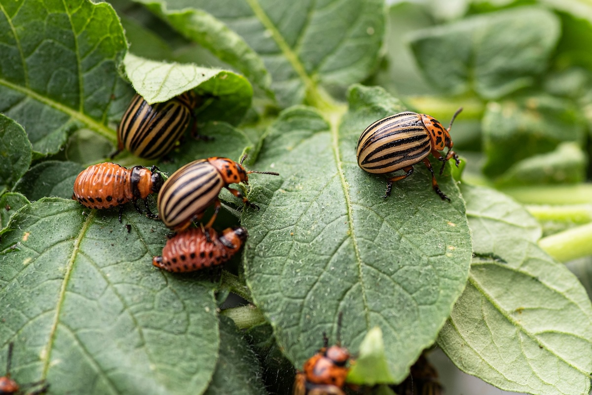 Colorado potato beetles and their orange larvae on leaves.