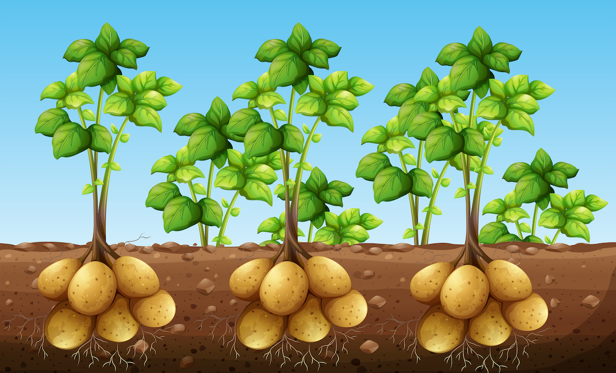 Illustration showing potatoes growing underground.