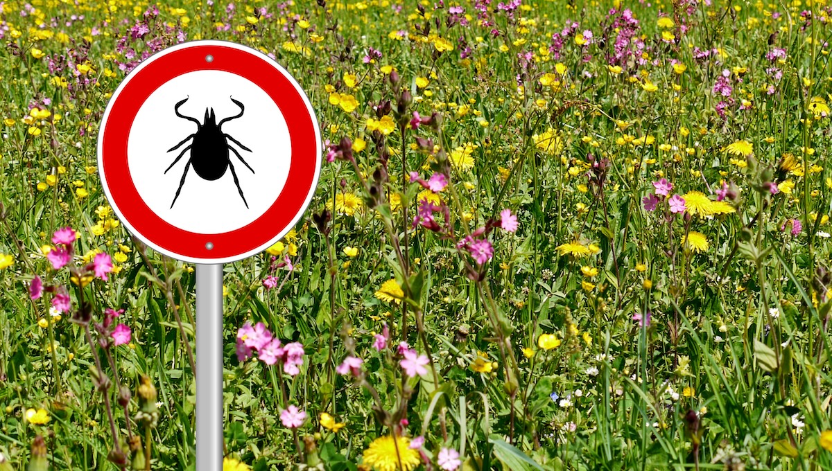 Tick sign in a meadow