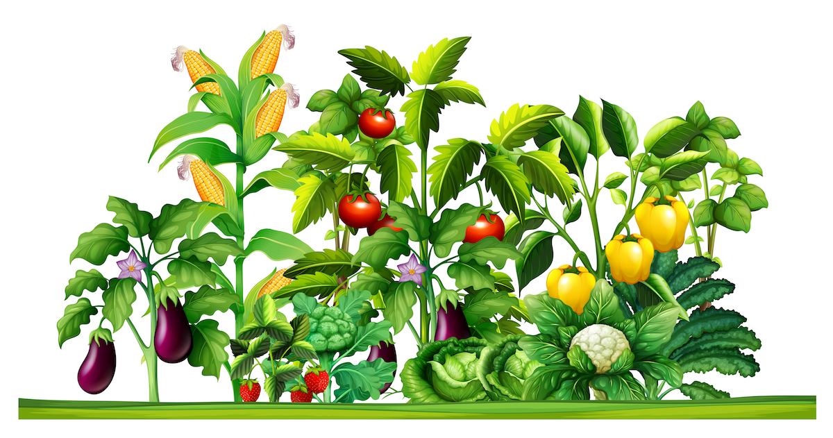 Illustration of garden crops that bear harvest above ground.