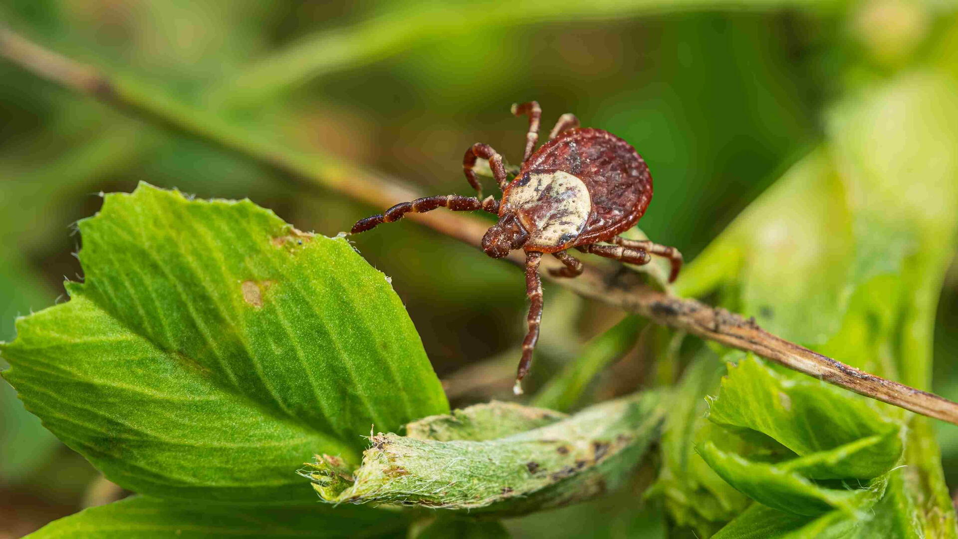 Wood tick on plant