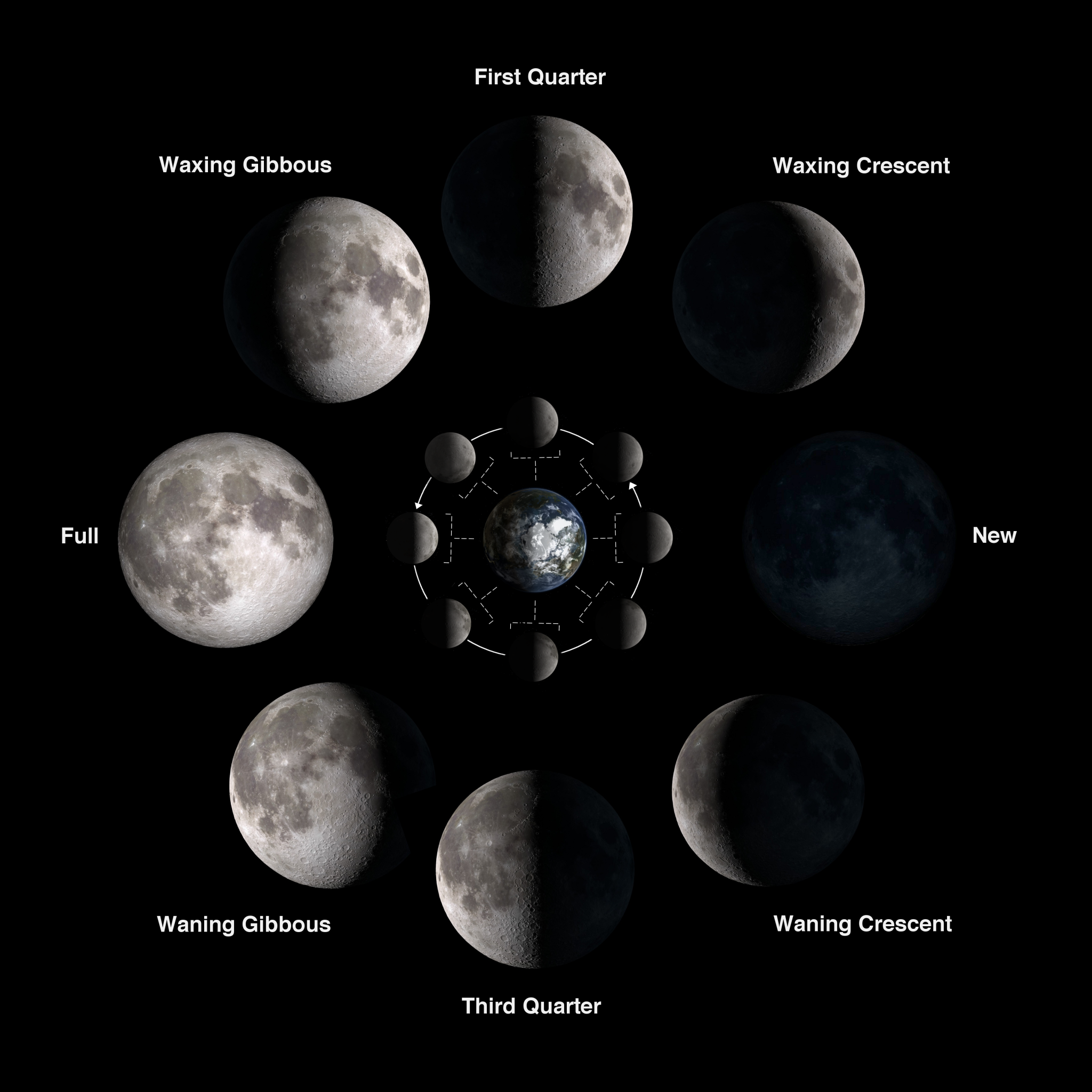 The lunar cycle showing the 8 major Moon phases.