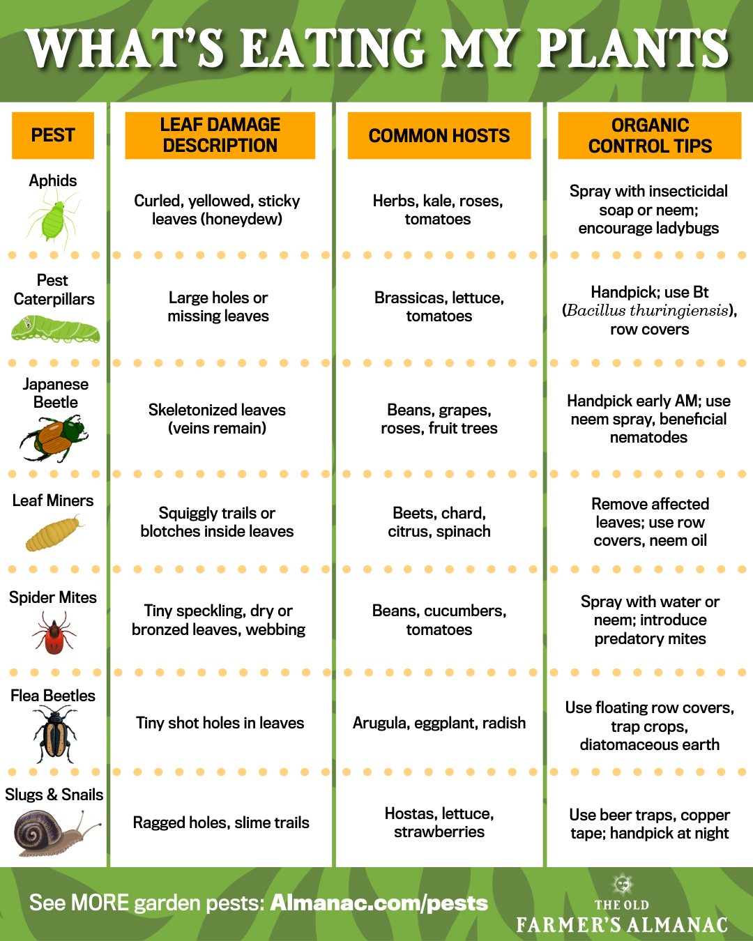Garden pests infographic.