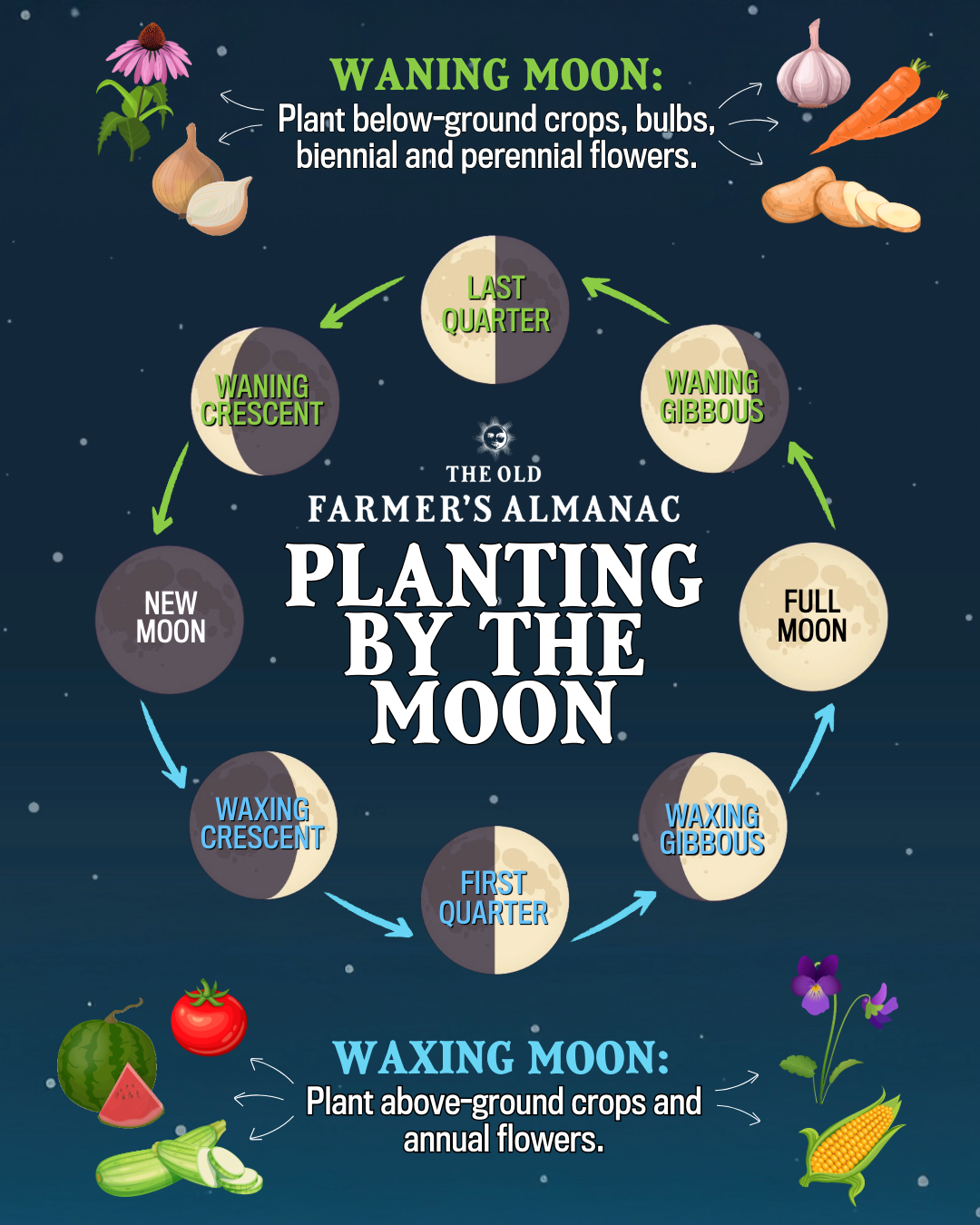 Illustration showing planting by the Moon cycle.